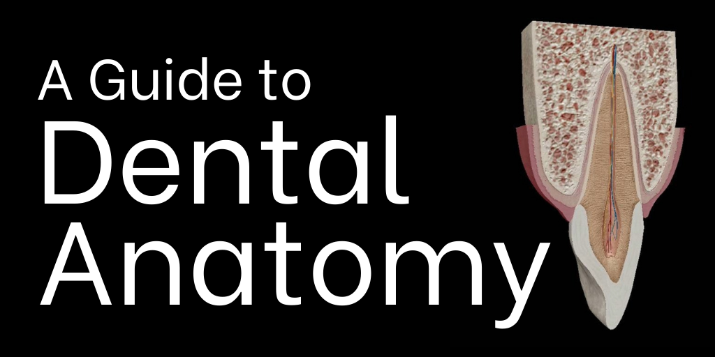 A Guide to Dental Anatomy Future Health Post